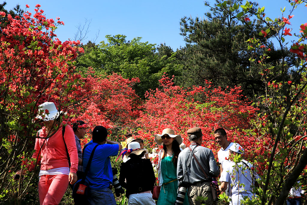 磐安高姥山杜鹃花